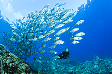 Diver and Shoal of Bigeye Trevally, Caranx sexfasciatus, Mary Island, Solomon Islands