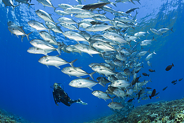 Diver and Shoal of Bigeye Trevally, Caranx sexfasciatus, Mary Island, Solomon Islands