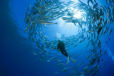 Diver and Shoal of Bigeye Trevally, Caranx sexfasciatus, Mary Island, Solomon Islands