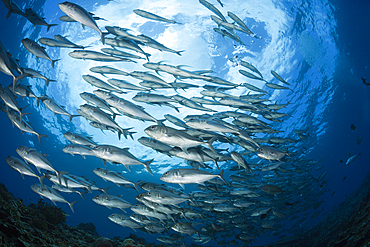 Shoal of Bigeye Trevally, Caranx sexfasciatus, Mary Island, Solomon Islands