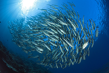 Schooling Bigeye Trevally, Caranx sexfasciatus, Mary Island, Solomon Islands