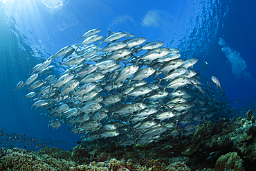 Shoal of Bigeye Trevally, Caranx sexfasciatus, Mary Island, Solomon Islands