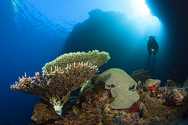 Scuba Diver over Coral Reef, Russell Islands, Solomon Islands