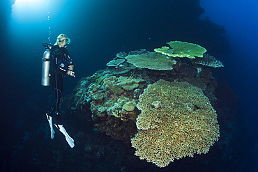 Scuba Diver over Coral Reef, Russell Islands, Solomon Islands