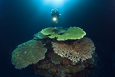 Scuba Diver over Coral Reef, Russell Islands, Solomon Islands