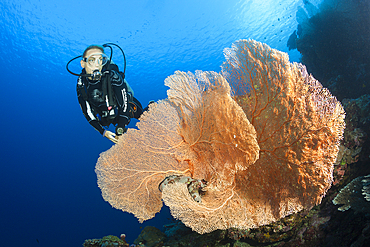 Scuba Diver over Coral Reef, Russell Islands, Solomon Islands