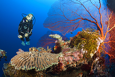 Scuba Diver over Coral Reef, Russell Islands, Solomon Islands