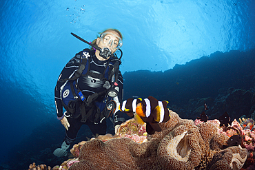 Scuba Diver watching Pair of Clarks Anemonenfish, Amphiprion clarkii, Russell Islands, Solomon Islands