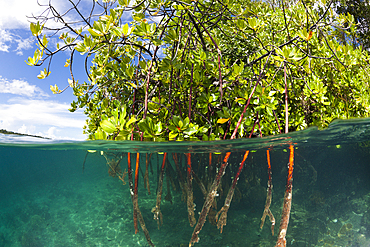 Stilt Roots of Mangrove Tree, Rhizophora sp., Russell Islands, Solomon Islands