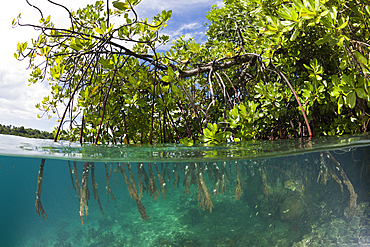 Stilt Roots of Mangrove Tree, Rhizophora sp., Russell Islands, Solomon Islands