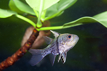 Orbiculated Cardinalfish, Sphaeramia orbicularis, Russell Islands, Solomon Islands