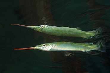 Dunkers Garfish, Zenarchopterus dunckeri, Russell Islands, Solomon Islands