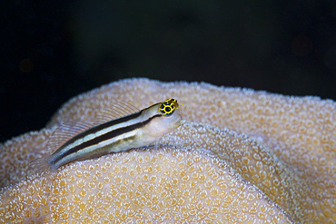 Baths Clown Blenny, Ecsenius bathi, Russell Islands, Solomon Islands