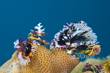 Christmas-Tree Worm, Spirobranchus giganteus, Russell Islands, Solomon Islands