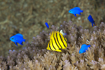 Juvenile Eightbanded Butterflyfish an Blue Devil Demoiselle, Chaetodon octofasciatus, Chrysiptera cyanea, Russell Islands, Solomon Islands