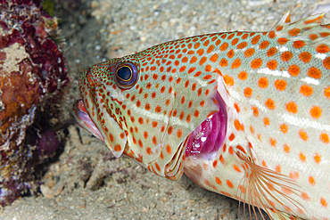 White-lined Grouper cleaned by Shrimp, Anyperodon leucogrammicus, Russell Islands, Solomon Islands