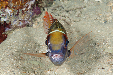 Bigeye Emperor cleaned by Shrimp, Monotaxis grandoculis, Russell Islands, Solomon Islands