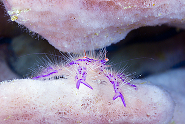 Hairy Squat Lobster, Lauriea siagiani, Florida Islands, Solomon Islands