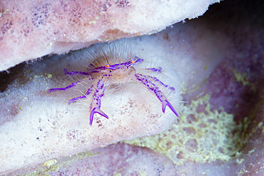 Hairy Squat Lobster, Lauriea siagiani, Florida Islands, Solomon Islands