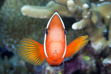 Spinecheek Clownfish, Premnas aculeatus, Florida Islands, Solomon Islands