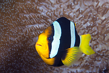 Clarks Anemonefish, Amphiprion clarkii, Florida Islands, Solomon Islands