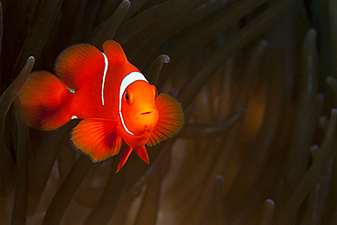 Spinecheek Clownfish, Premnas aculeatus, Florida Islands, Solomon Islands