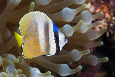 Kleins Butterflyfish, Chaetodon kleinii, Florida Islands, Solomon Islands