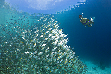 Snorkeling with Schooling Oxeye Scad, Selar boops, Florida Islands, Solomon Islands