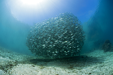 Schooling Oxeye Scad, Selar boops, Florida Islands, Solomon Islands