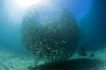 Schooling Oxeye Scad, Selar boops, Florida Islands, Solomon Islands