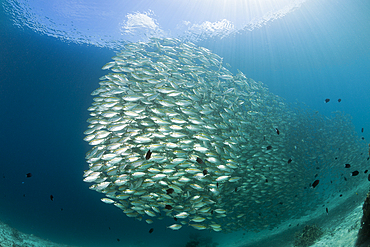 Schooling Oxeye Scad, Selar boops, Florida Islands, Solomon Islands