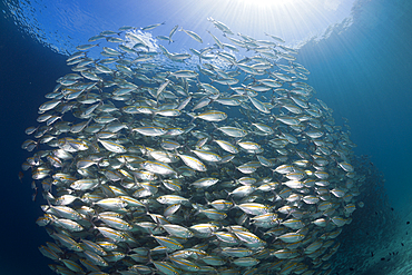 Schooling Oxeye Scad, Selar boops, Florida Islands, Solomon Islands