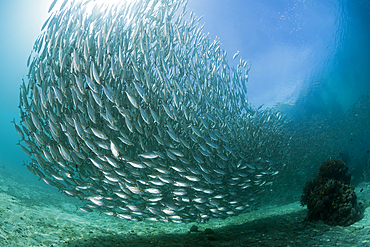 Schooling Oxeye Scad, Selar boops, Florida Islands, Solomon Islands