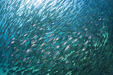 Schooling Oxeye Scad, Selar boops, Florida Islands, Solomon Islands