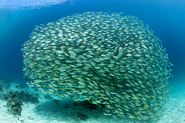 Schooling Oxeye Scad, Selar boops, Florida Islands, Solomon Islands