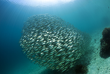 Schooling Oxeye Scad, Selar boops, Florida Islands, Solomon Islands