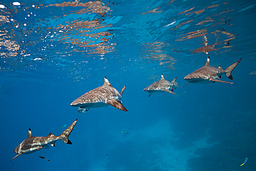 Blacktip Reef Shark, Carcharhinus melanopterus, Marovo Lagoon, Solomon Islands