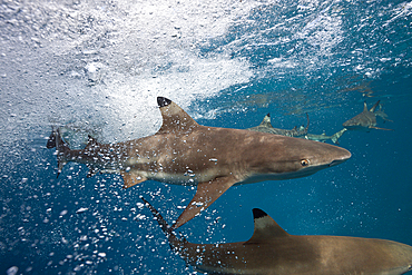 Blacktip Reef Shark, Carcharhinus melanopterus, Marovo Lagoon, Solomon Islands