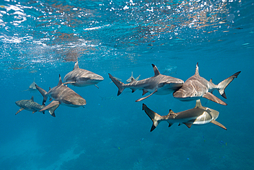 Blacktip Reef Shark, Carcharhinus melanopterus, Marovo Lagoon, Solomon Islands