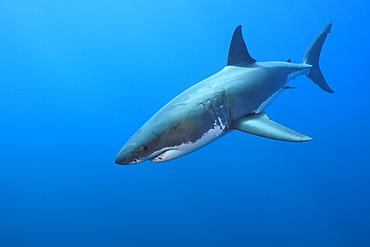 Great White Shark, Carcharodon carcharias, South Africa