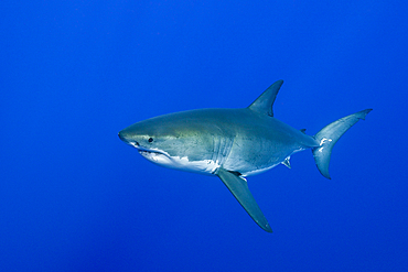 Great White Shark, Carcharodon carcharias, South Africa