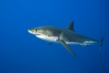 Great White Shark, Carcharodon carcharias, South Africa