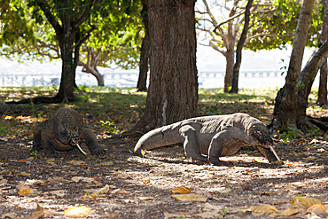 Komodo Dragon, Varanus komodoensis, Komodo National Park, Indonesia