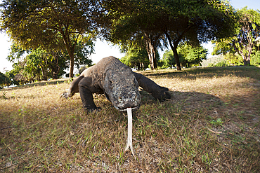 Komodo Dragon, Varanus komodoensis, Komodo National Park, Indonesia