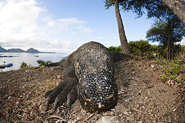 Komodo Dragon, Varanus komodoensis, Komodo National Park, Indonesia