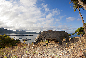 Komodo Dragon, Varanus komodoensis, Komodo National Park, Indonesia