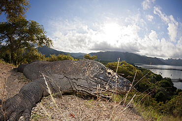 Komodo Dragon, Varanus komodoensis, Komodo National Park, Indonesia