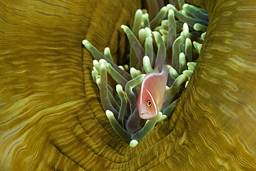 Pink Anemonefish, Amphiprion perideraion, Komodo National Park, Indonesia