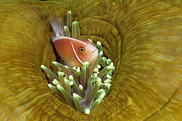 Pink Anemonefish, Amphiprion perideraion, Komodo National Park, Indonesia