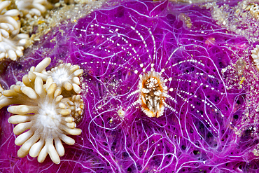 Coral Barnacle filtrate Plankton, Ceratoconcha sp., Komodo National Park, Indonesia